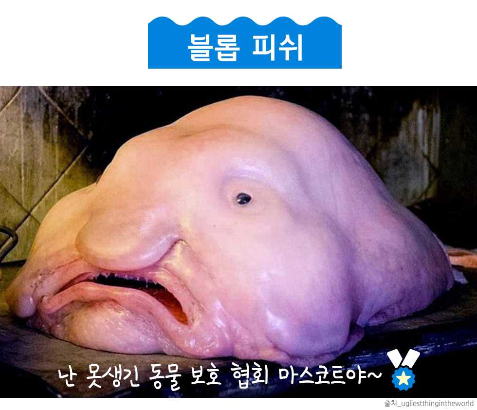 재미있고 신기한 수산물 이야기 - 인어교주해적단