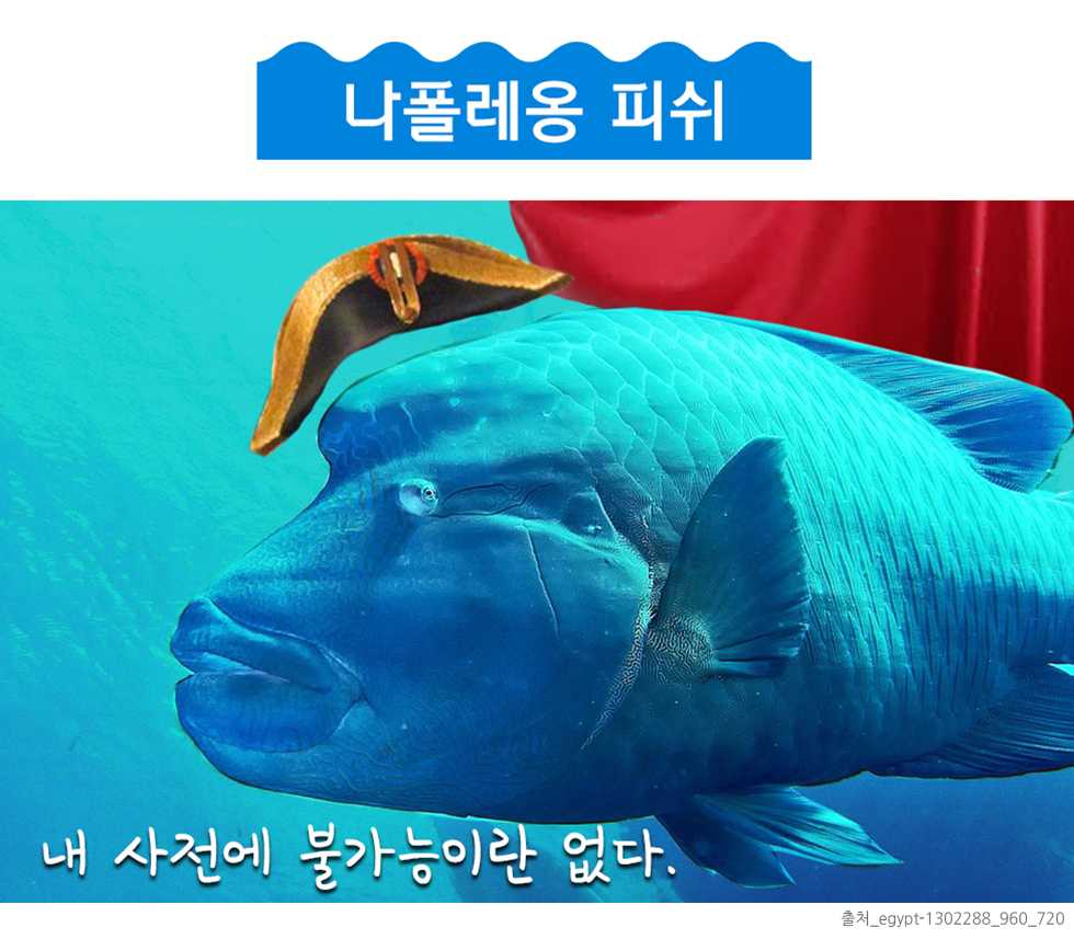 재미있고 신기한 수산물 이야기 - 인어교주해적단