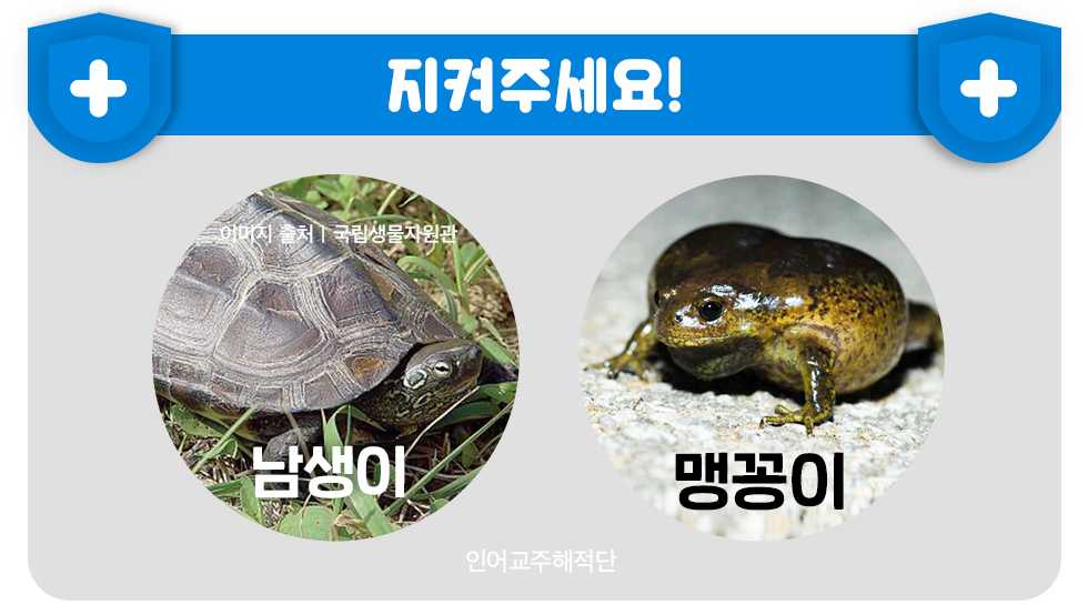 신기하게 생긴 동물들을 함부로 잡으면 안되는 이유 - 인어교주해적단