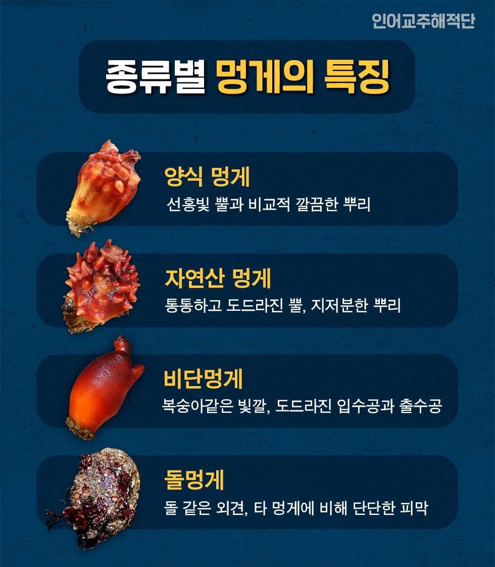 흔히 먹는 멍게보다 외형이 조금 다른 멍게 - 인어교주해적단