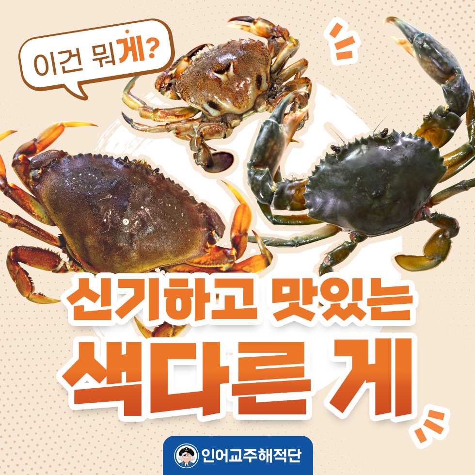 미국의 '국민 게' Oooo 크랩 - 인어교주해적단